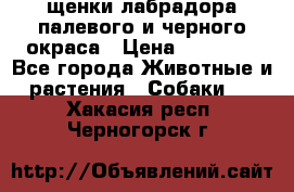 щенки лабрадора палевого и черного окраса › Цена ­ 30 000 - Все города Животные и растения » Собаки   . Хакасия респ.,Черногорск г.